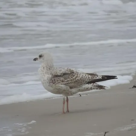 Nurmeer Ferienhaus Ahrenshoop